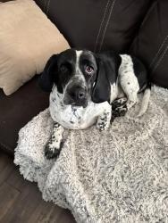 Lost Female Dog last seen Pepper and Baseline, Rialto, CA 92376