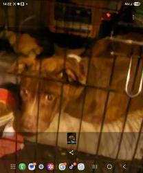 Lost Female Dog last seen Meyers&puritan, Detroit, MI 48235