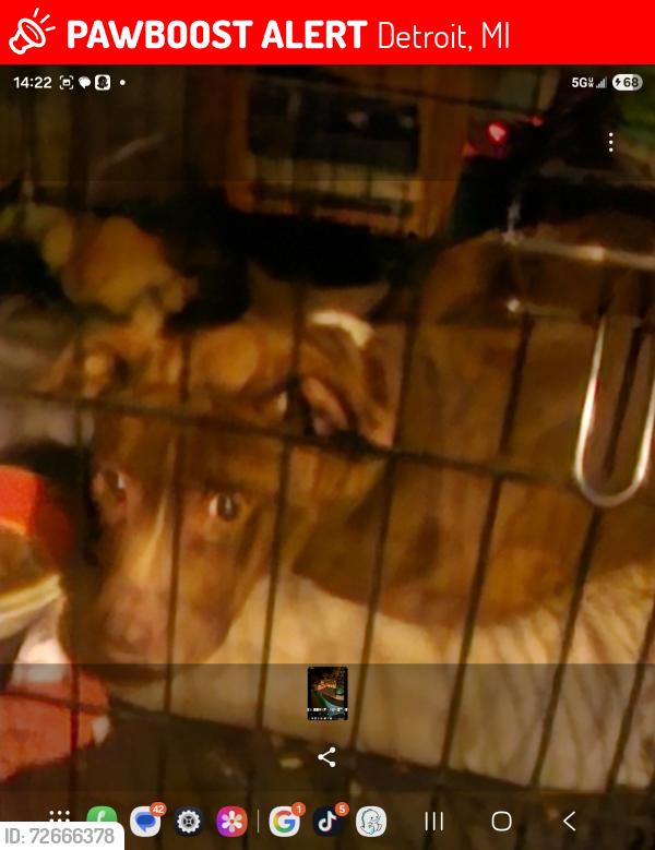 Lost Female Dog last seen Meyers&puritan, Detroit, MI 48235