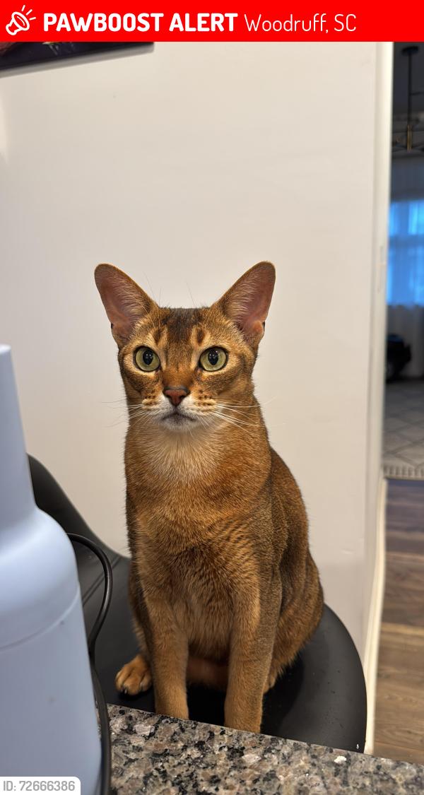 Lost Male Cat last seen Fenwick dr, Woodruff, SC 29388