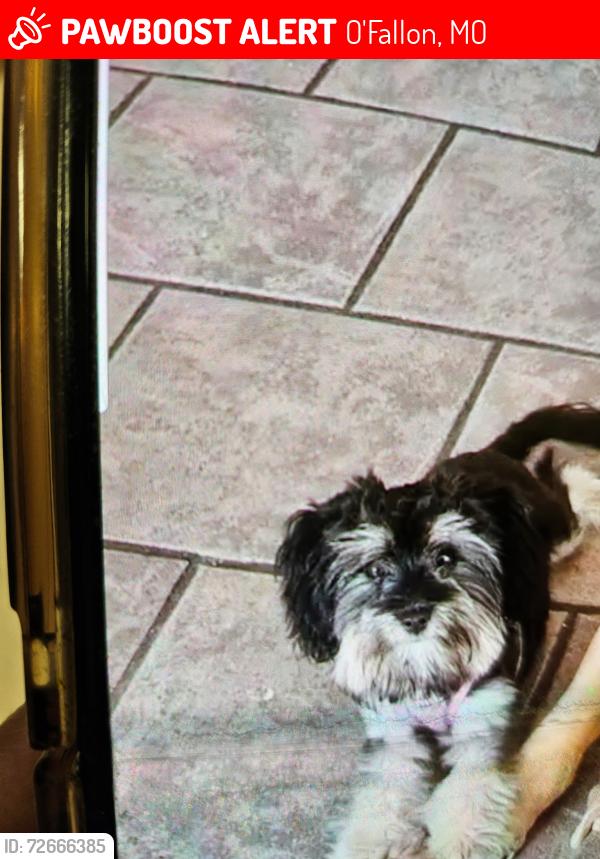 Lost Female Dog last seen Weldon Springs , O'Fallon, MO 63368