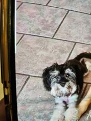 Lost Female Dog last seen Weldon Springs , O'Fallon, MO 63368
