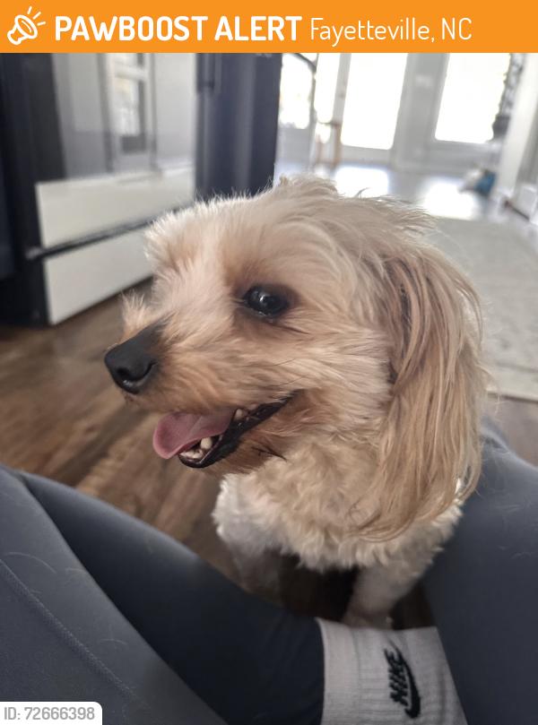 Found/Stray Unknown Dog last seen Pinecrest Drive off of Morganton Rd, Fayetteville, NC 28303