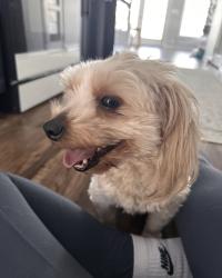 Found/Stray Unknown Dog last seen Pinecrest Drive off of Morganton Rd, Fayetteville, NC 28303
