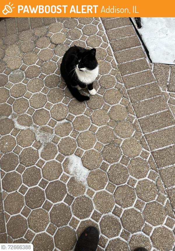 Found/Stray Female Cat last seen Itasca Rd, Addison, IL 60101