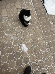 Found/Stray Female Cat last seen Itasca Rd, Addison, IL 60101