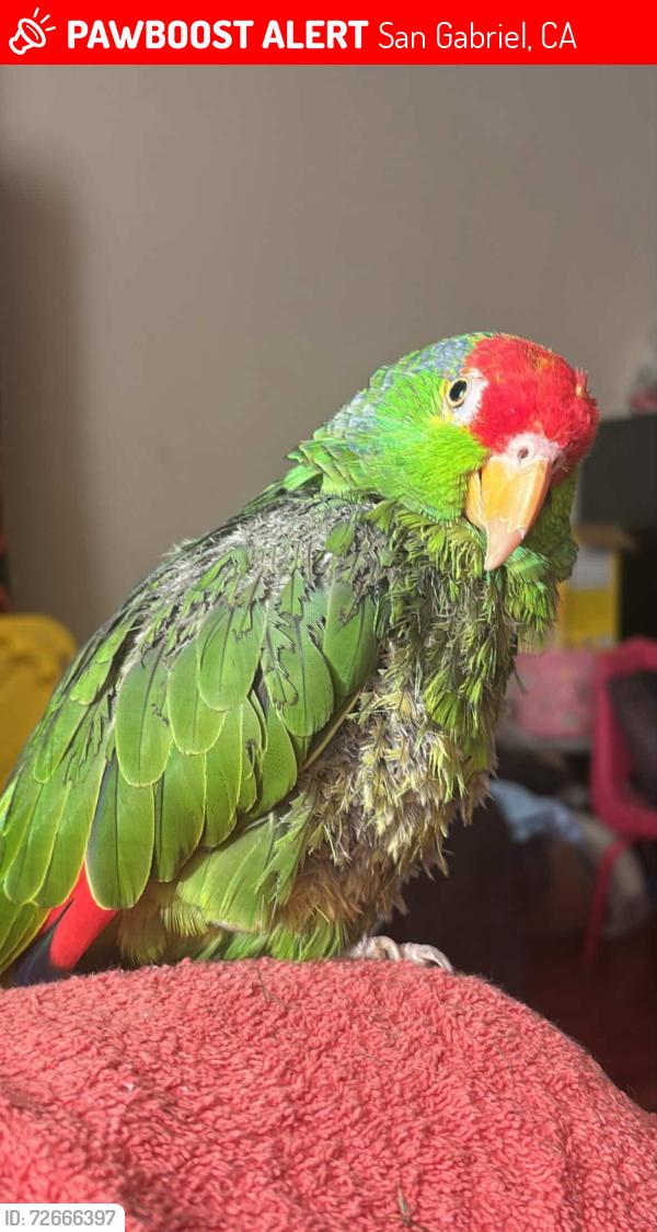 Lost Male Bird last seen Near Rosemead Blvd San Gabriel, CA  91776 United States, San Gabriel, CA 91776