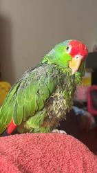 Lost Male Bird last seen Near Rosemead Blvd San Gabriel, CA  91776 United States, San Gabriel, CA 91776