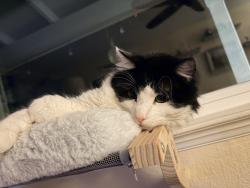 Lost Male Cat last seen Black edge drive antelope ca, Antelope, CA 95843