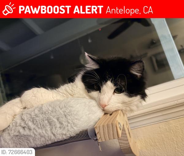 Lost Male Cat last seen Black edge drive antelope ca, Antelope, CA 95843