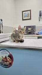 Lost Female Cat last seen Frontier & settlers way- chimneystone division, Sugar Land, TX 77479