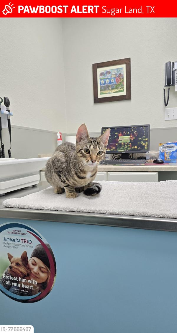 Lost Female Cat last seen Frontier & settlers way- chimneystone division, Sugar Land, TX 77479