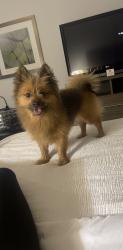 Lost Male Dog last seen Central & McLean, Wichita, KS 67212