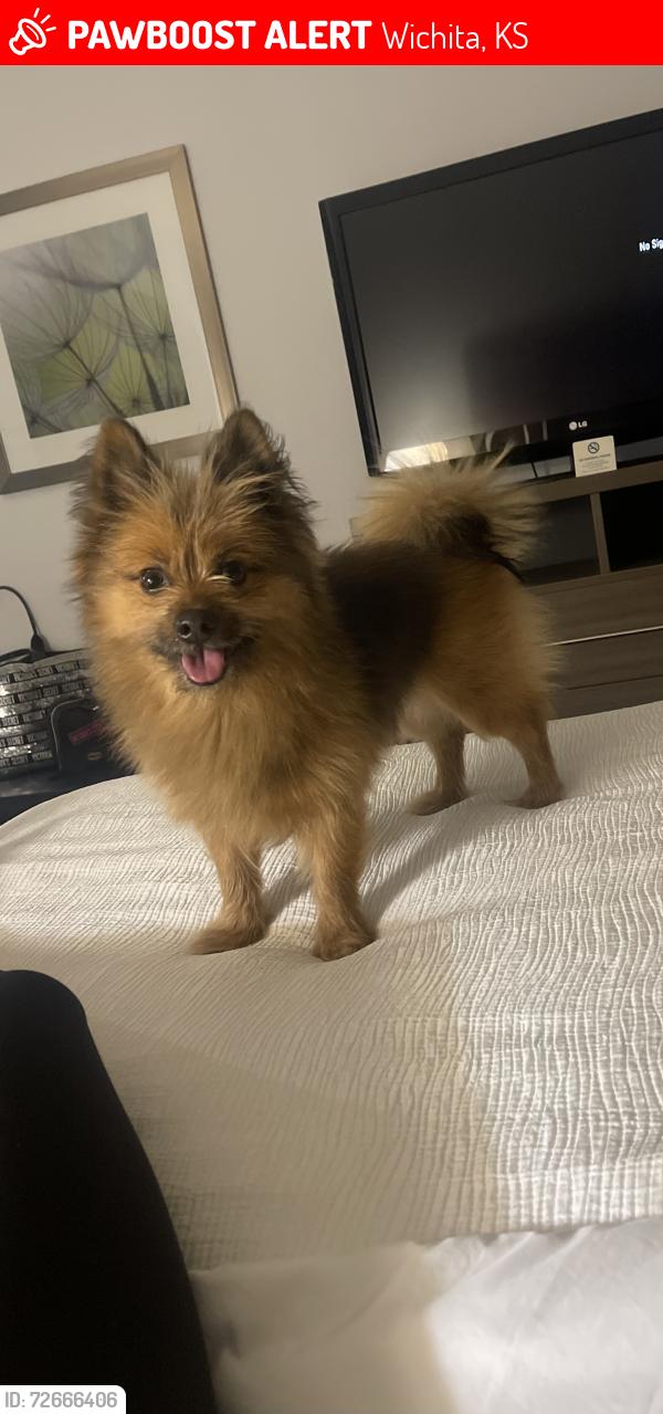 Lost Male Dog last seen Central & McLean, Wichita, KS 67212