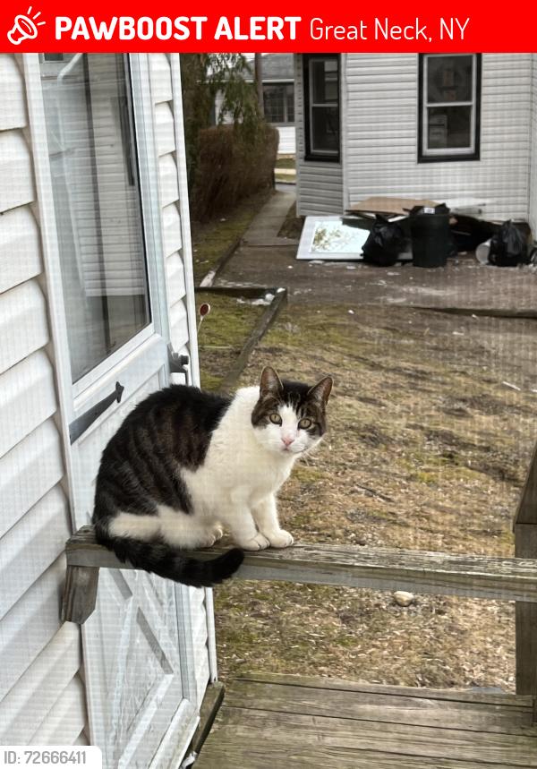 Lost Male Cat last seen Forest Row/Franklin Pl/South St/, Great Neck, NY 11023