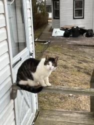 Lost Male Cat last seen Forest Row/Franklin Pl/South St/, Great Neck, NY 11023