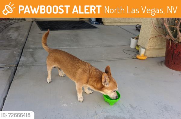 Found/Stray Male Dog last seen Barron prevost and red imp, North Las Vegas, NV 89081