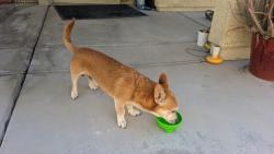 Found/Stray Male Dog last seen Barron prevost and red imp, North Las Vegas, NV 89081