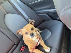 Found/Stray Male Dog last seen Near side walk, San Jose, CA 95112
