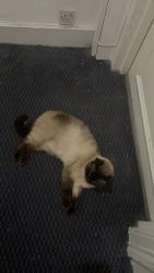Found/Stray Unknown Cat last seen Near Charleville road, Greater London, England W14 9JH