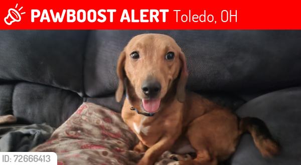 Lost Male Dog last seen Collingwood Park, Toledo, OH 43612