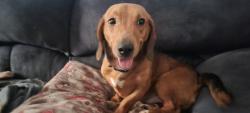 Lost Male Dog last seen Collingwood Park, Toledo, OH 43612