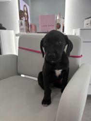 Lost Male Dog last seen Azola apmt Complex, West Palm Beach, FL 33411