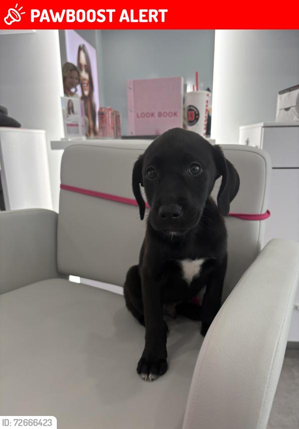 Lost Male Dog last seen Azola apmt Complex, West Palm Beach, FL 33411