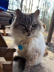 Lost Female Cat last seen Georgia Battery, Gainesville, GA 30507