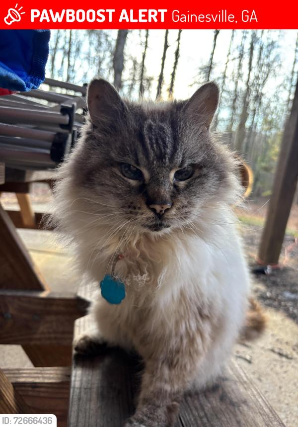 Lost Female Cat last seen Georgia Battery, Gainesville, GA 30507