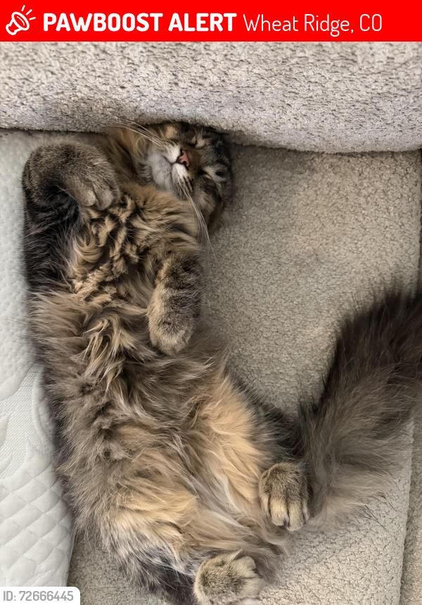 Lost Female Cat last seen Near W 32th , Wheat Ridge, CO 80033