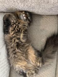 Lost Female Cat last seen Near W 32th , Wheat Ridge, CO 80033