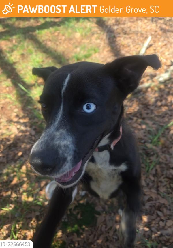 Found/Stray Female Dog last seen Piedmont Golf Course Rd., Golden Grove, SC 29673
