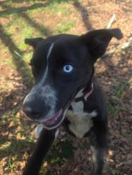 Found/Stray Female Dog last seen Piedmont Golf Course Rd., Golden Grove, SC 29673