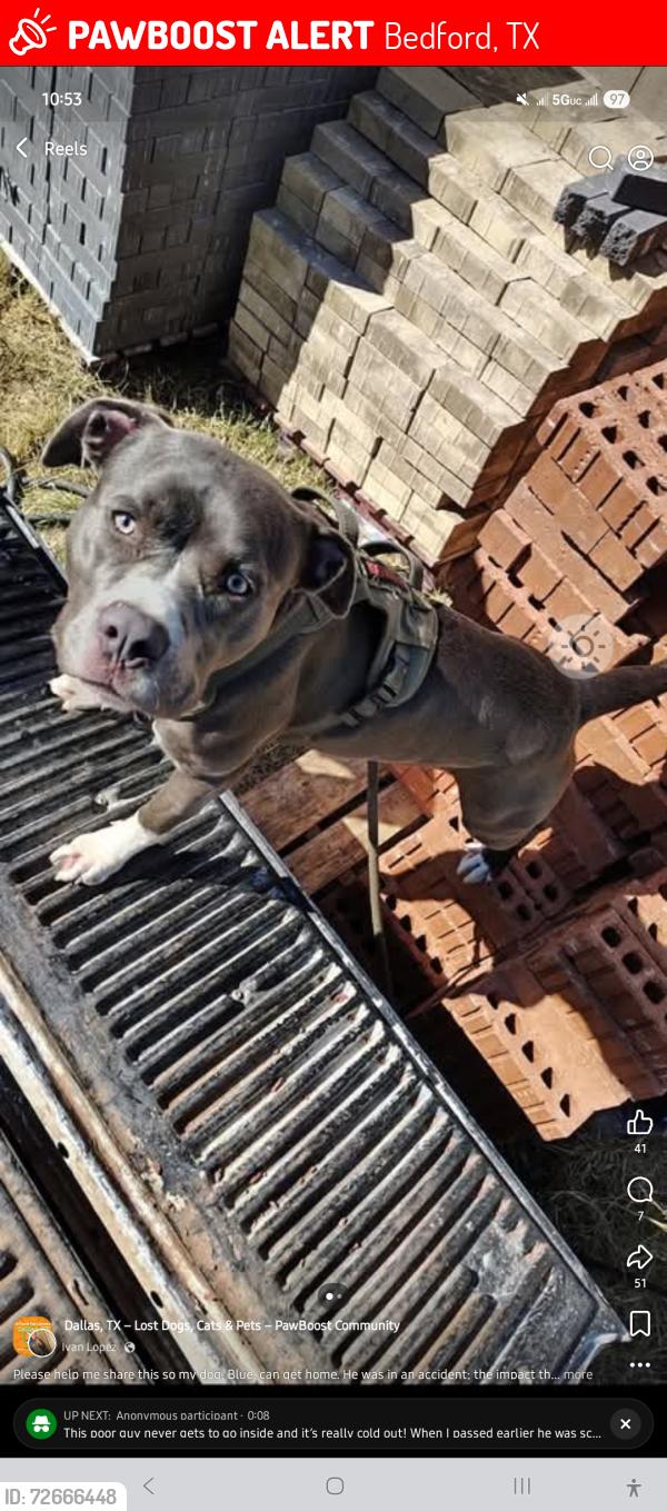 Lost Male Dog last seen Great trinity forest way, Dallas, TX 75217
