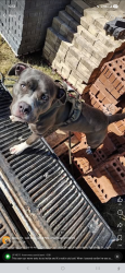 Lost Male Dog last seen Great trinity forest way, Dallas, TX 75217