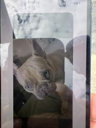 Lost Male Dog last seen Near San Juan ave, Jacksonville, FL 32210