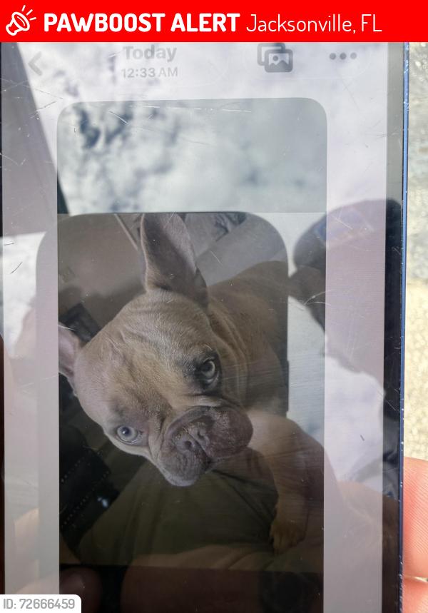 Lost Male Dog last seen Near San Juan ave, Jacksonville, FL 32210