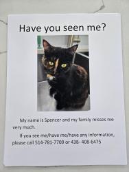 Lost Female Cat last seen Rue malcolm DDO, Dollard-des-Ormeaux, QC H9B 1K9