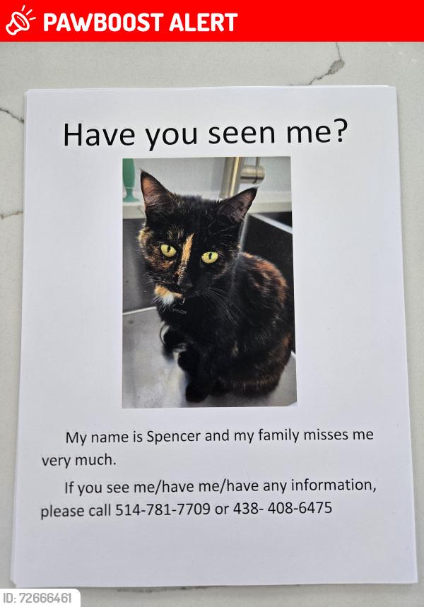 Lost Female Cat last seen Rue malcolm DDO, Dollard-des-Ormeaux, QC H9B 1K9