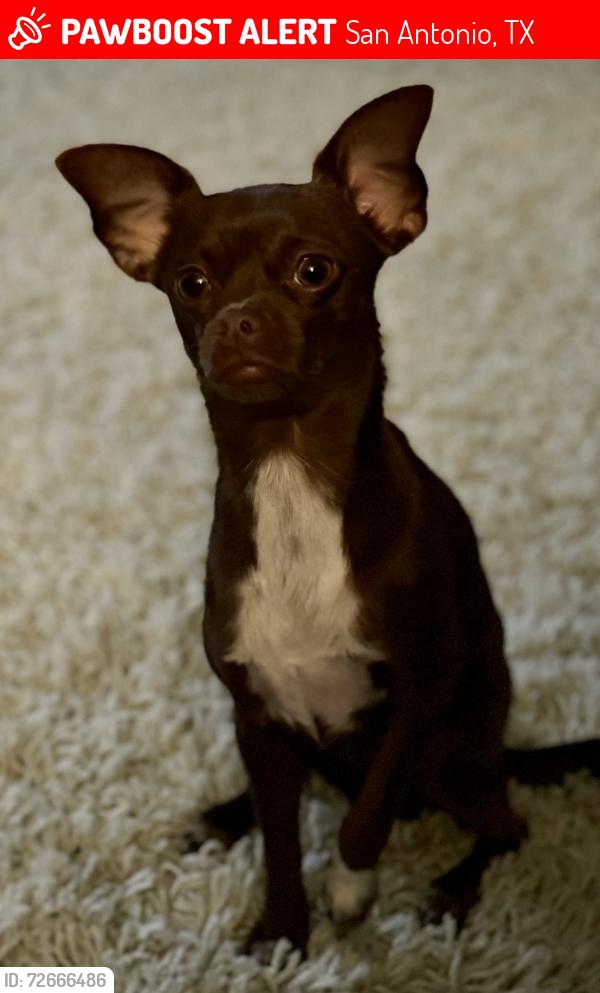 Lost Male Dog last seen Near Talley Rd - Alamo Ranch - Culebra , San Antonio, TX 78253