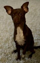 Lost Male Dog last seen Near Talley Rd - Alamo Ranch - Culebra , San Antonio, TX 78253