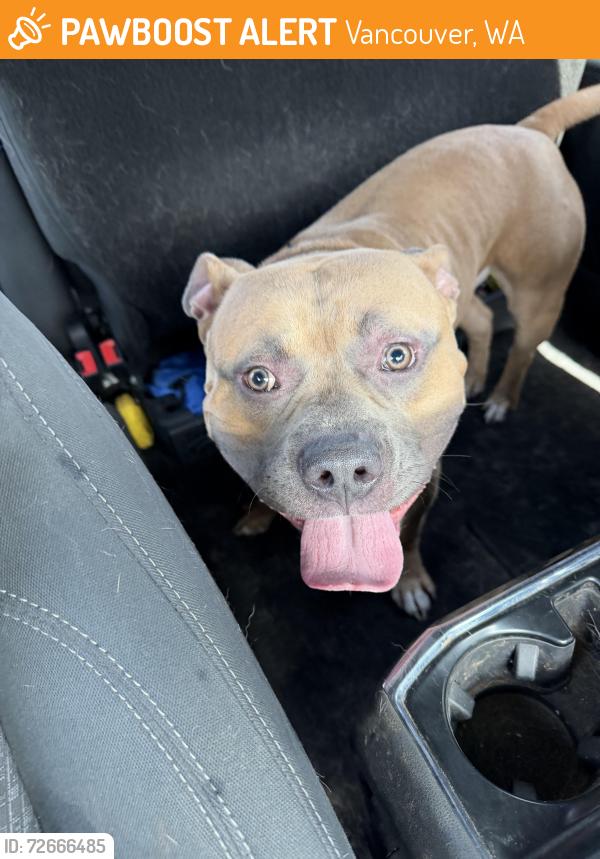 Found/Stray Male Dog last seen 48th st and 49th, Vancouver, WA 98682