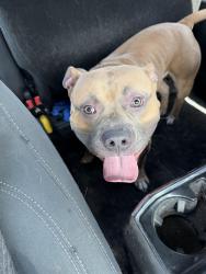 Found/Stray Male Dog last seen 48th st and 49th, Vancouver, WA 98682