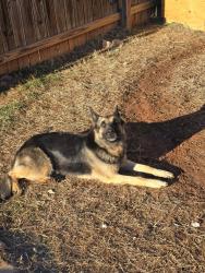 Lost Female Dog last seen Capps hill mine and sunset near family dollar , Charlotte, NC 28216