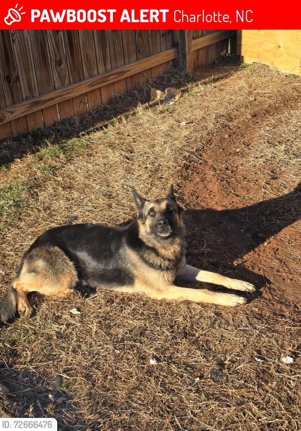 Lost Female Dog last seen Capps hill mine and sunset near family dollar , Charlotte, NC 28216