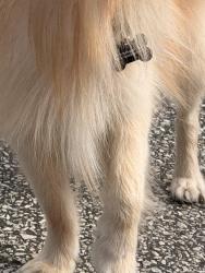 Found/Stray Unknown Dog last seen speedway 6th ave and hal greer, Huntington, WV 25701