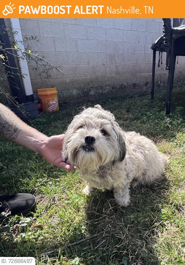 Found/Stray Female Dog last seen Madison Blvd, Nashville, TN 37115