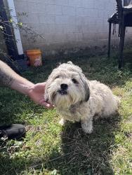 Found/Stray Female Dog last seen Madison Blvd, Nashville, TN 37115