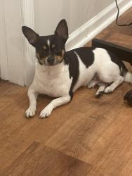 Found/Stray Male Dog last seen Near church lane , Upper Darby Township, PA 19082